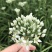 韭花韭菜花大量上市产地直供，质量保证量大从优