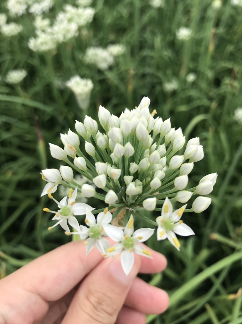 韭花韭菜花大量上市产地直供，质量保证量大从优