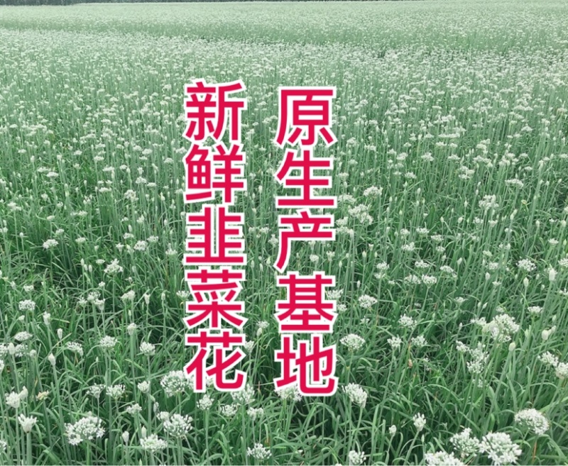 韭花韭菜花大量上市产地直供，质量保证量大从优