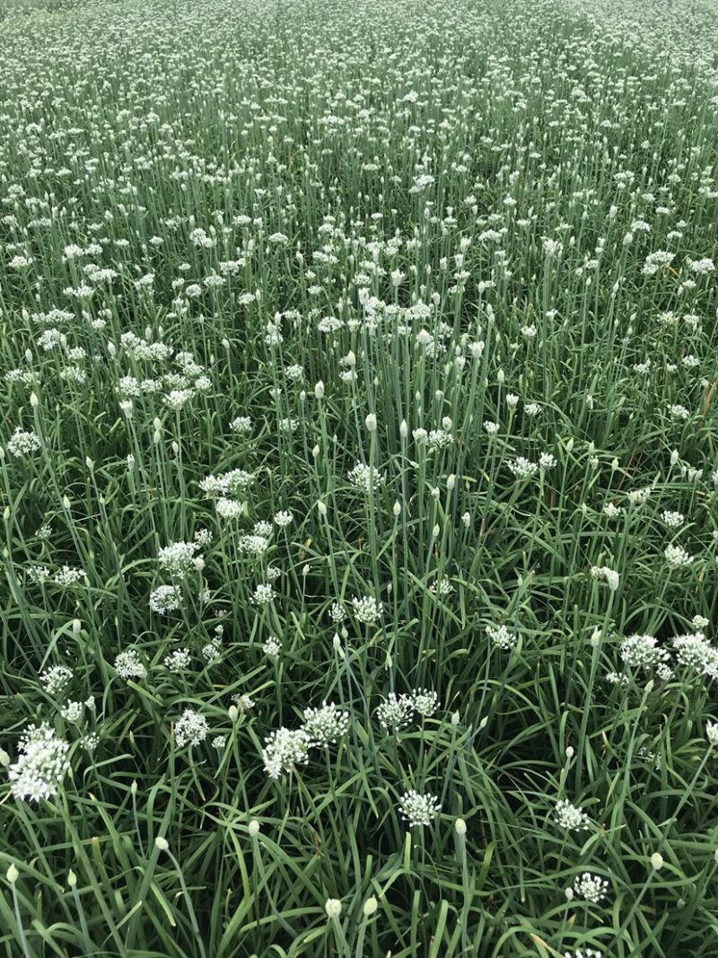 韭花韭菜花大量上市产地直供，质量保证量大从优