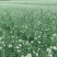 韭花韭菜花大量上市产地直供，质量保证量大从优