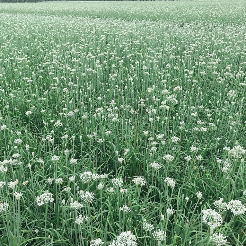 韭花韭菜花大量上市产地直供，质量保证量大从优