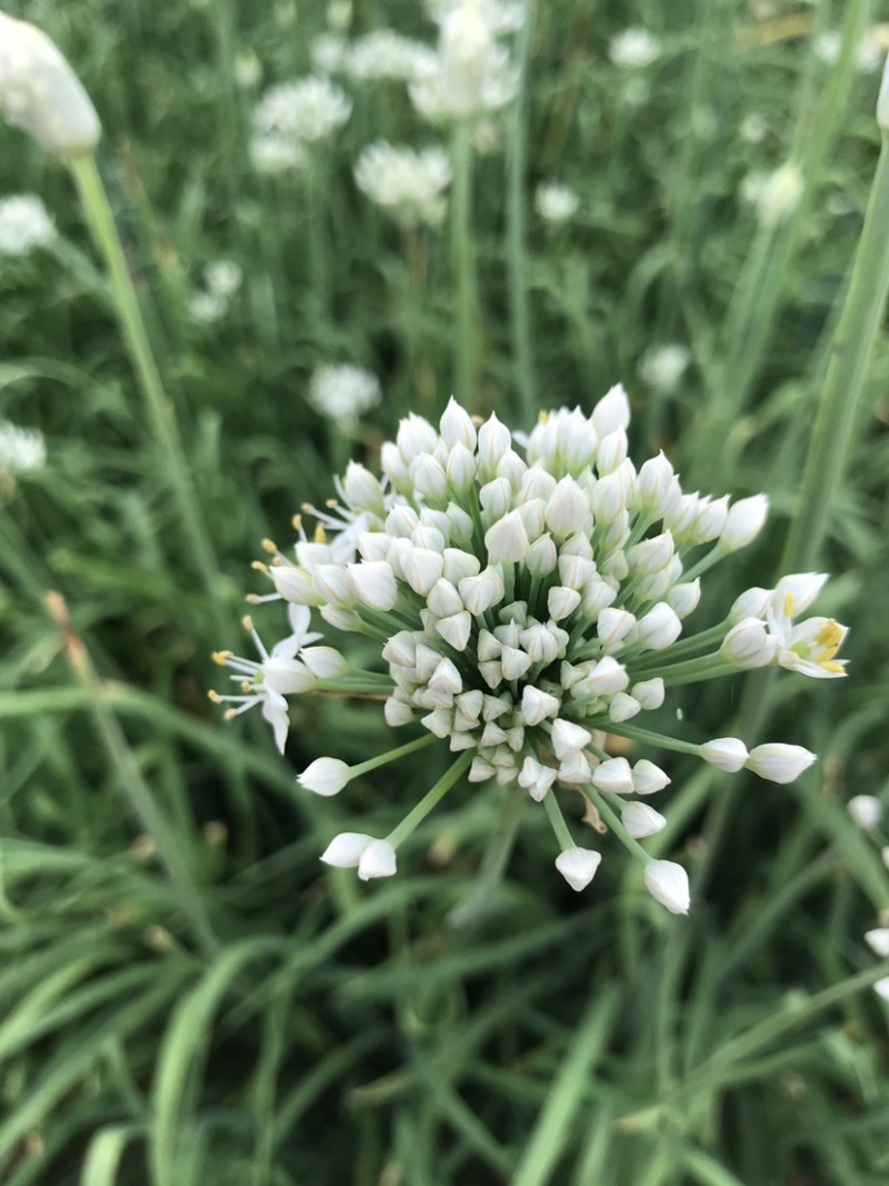 韭花韭菜花大量上市产地直供，质量保证量大从优