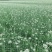 韭花韭菜花大量上市产地直供，质量保证量大从优