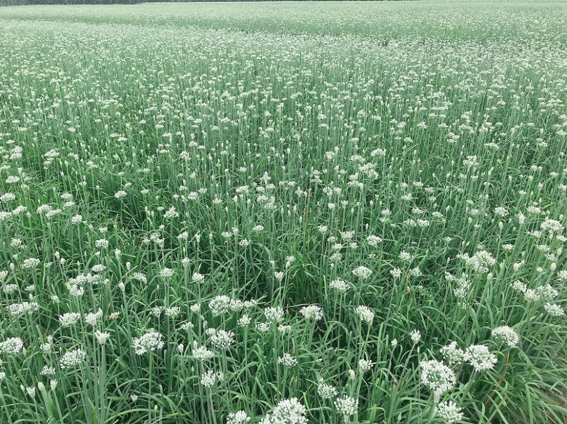 韭花韭菜花大量上市产地直供，质量保证量大从优