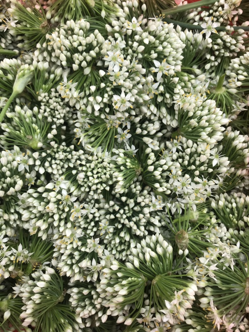 韭花韭菜花大量上市产地直供，质量保证量大从优