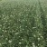 韭花韭菜花大量上市产地直供，质量保证量大从优