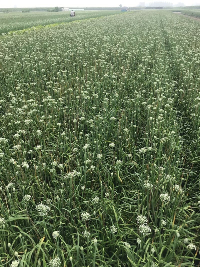 韭花韭菜花大量上市产地直供，质量保证量大从优