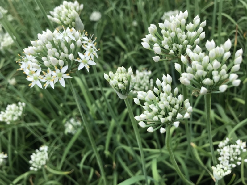 韭花韭菜花大量上市产地直供，质量保证量大从优