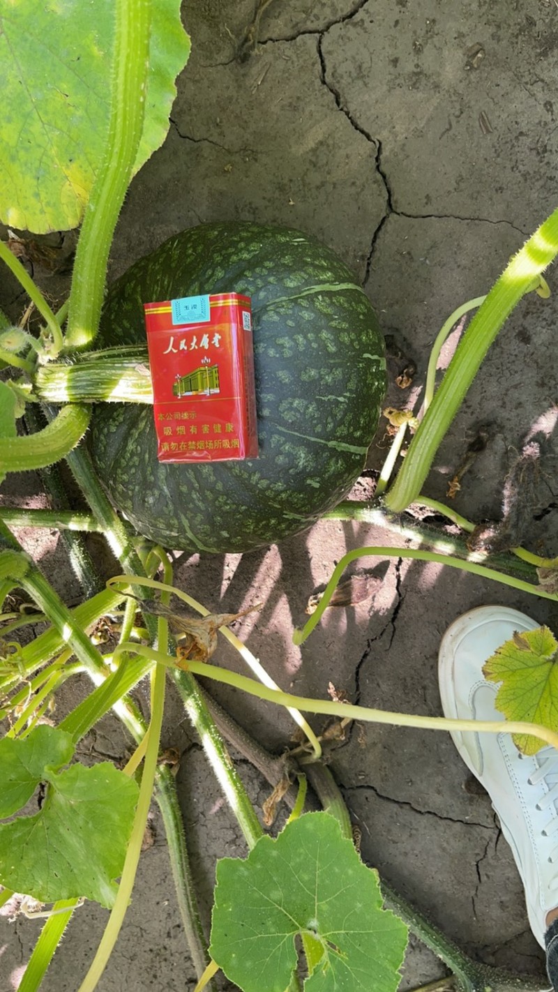 精品铁球绿南瓜，货源充足，专业工人挑选，货到不满意全额退