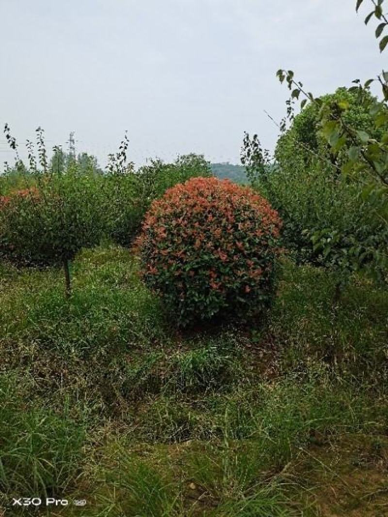 精品红叶石楠球，南京溧水基地，欢迎下单，量大从优