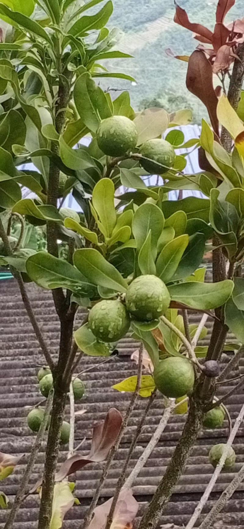 夏威夷果，坚果