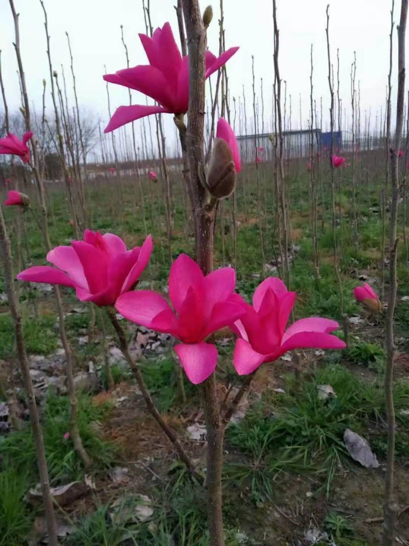品种玉兰苗娇红一号牡丹玉兰树苗红花玉兰苗带花苞发货基地