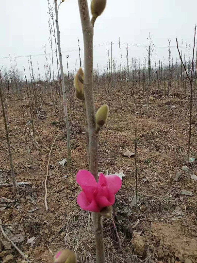 品种玉兰苗娇红一号牡丹玉兰树苗红花玉兰苗带花苞发货基地