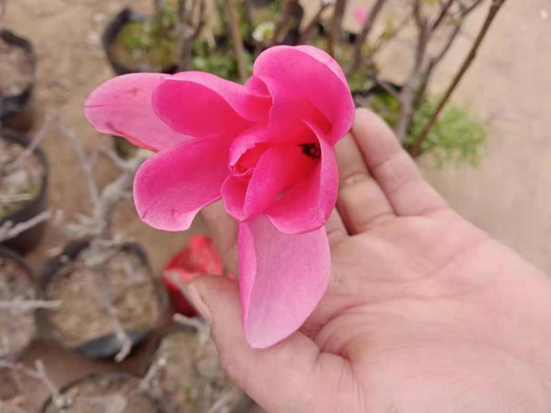 品种玉兰苗娇红一号牡丹玉兰树苗红花玉兰苗带花苞发货基地
