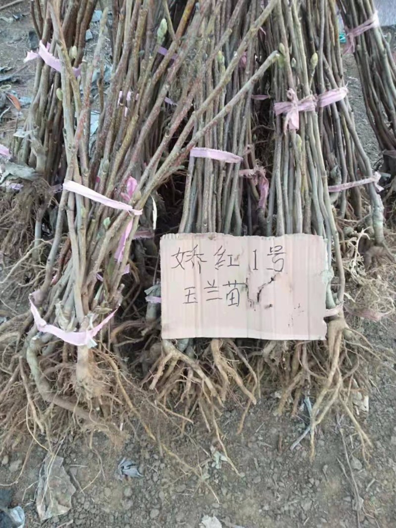 品种玉兰苗娇红一号牡丹玉兰树苗红花玉兰苗带花苞发货基地