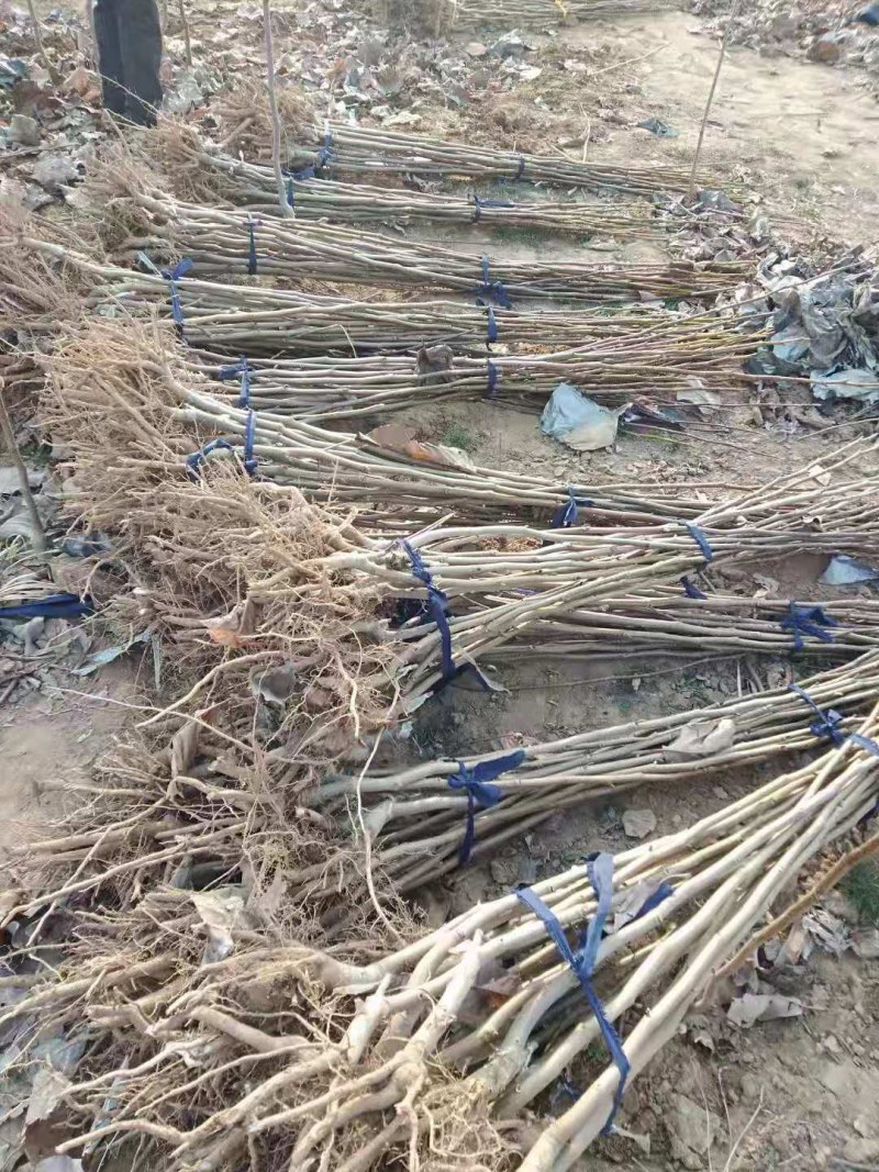 品种玉兰苗娇红一号牡丹玉兰树苗红花玉兰苗带花苞发货基地
