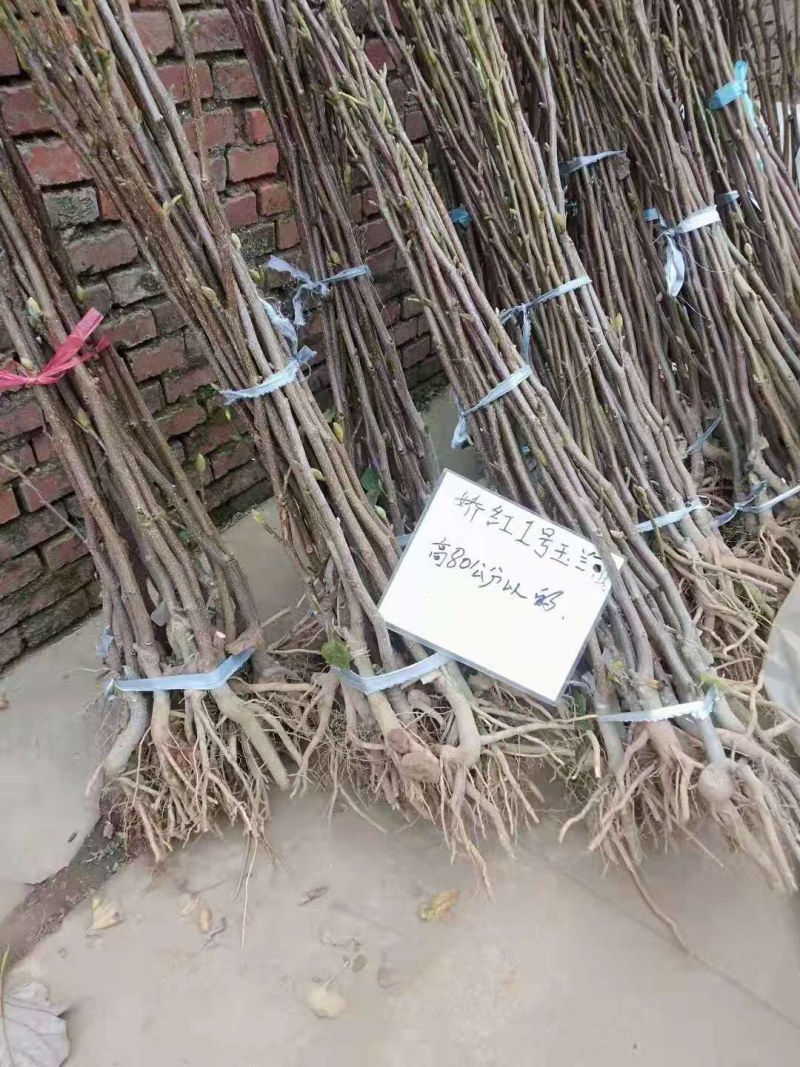 品种玉兰苗娇红一号牡丹玉兰树苗红花玉兰苗带花苞发货基地