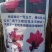 品种玉兰苗娇红一号牡丹玉兰树苗红花玉兰苗带花苞发货基地