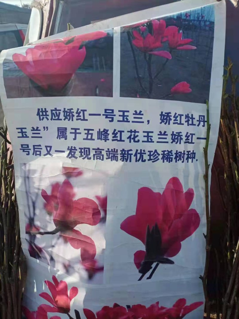 品种玉兰苗娇红一号牡丹玉兰树苗红花玉兰苗带花苞发货基地