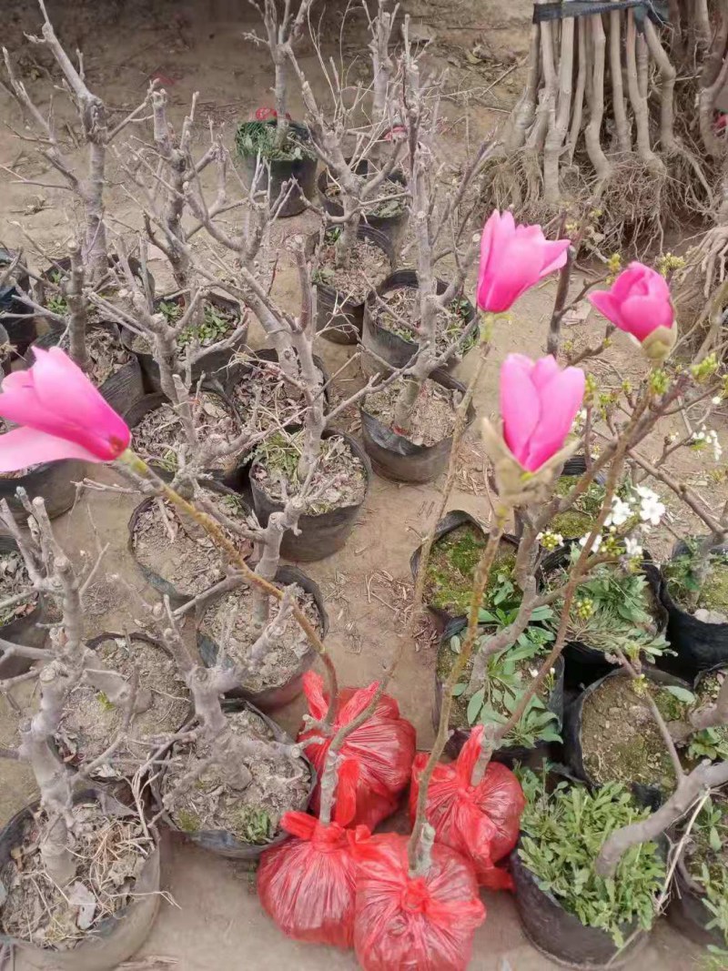 品种玉兰苗娇红一号牡丹玉兰树苗红花玉兰苗带花苞发货基地