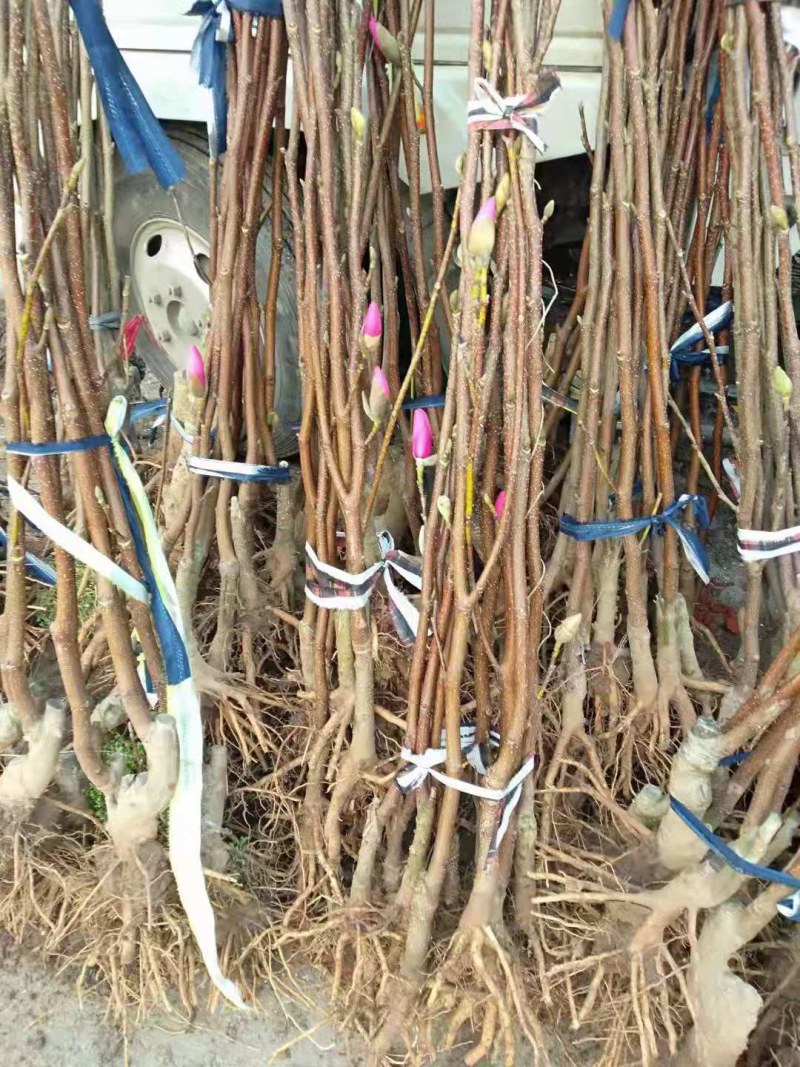 品种玉兰苗娇红一号牡丹玉兰树苗红花玉兰苗带花苞发货基地