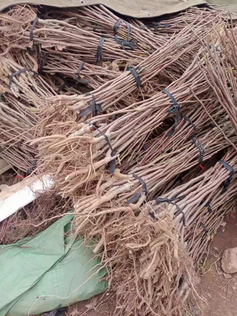 品种玉兰苗娇红一号牡丹玉兰树苗红花玉兰苗带花苞发货基地
