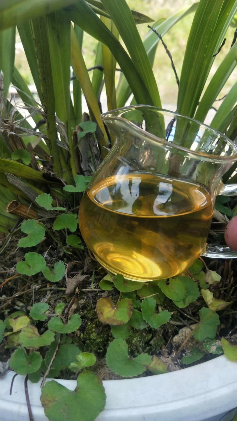 普洱茶