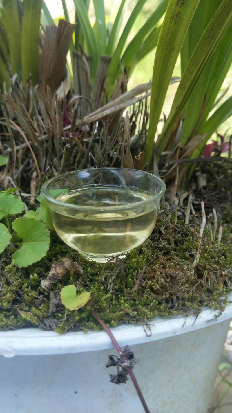 普洱茶