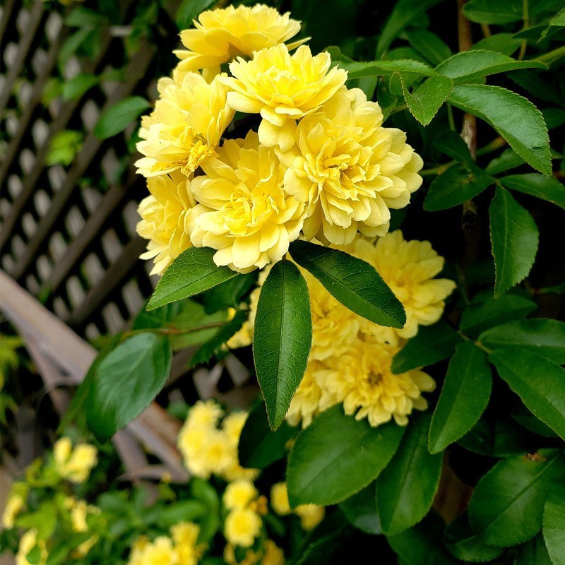 木香苗花苗红木香苗黄木香白木香四季浓香庭院爬藤
