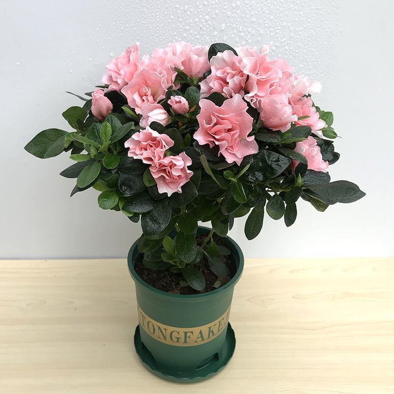 新品西洋杜鹃独杆单棵盆栽花卉带花苞发货四季开花阳台庭院好