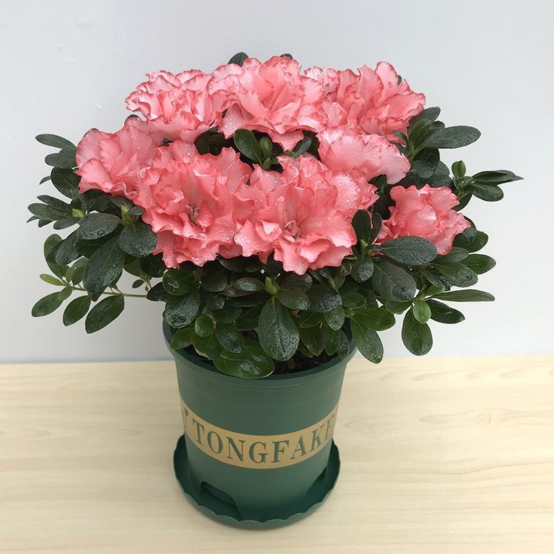 新品西洋杜鹃独杆单棵盆栽花卉带花苞发货四季开花阳台庭院好