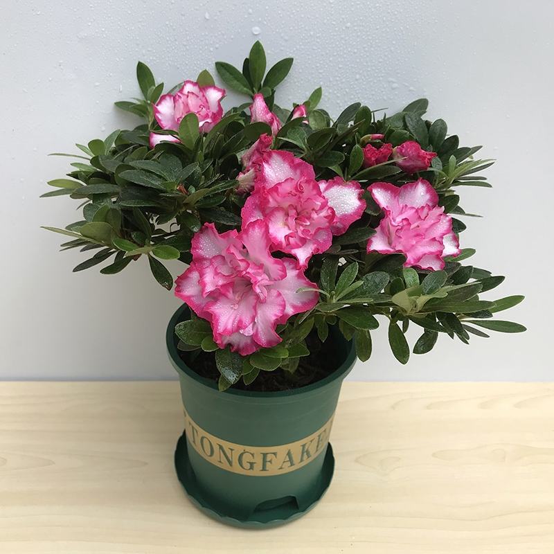新品西洋杜鹃独杆单棵盆栽花卉带花苞发货四季开花阳台庭院好