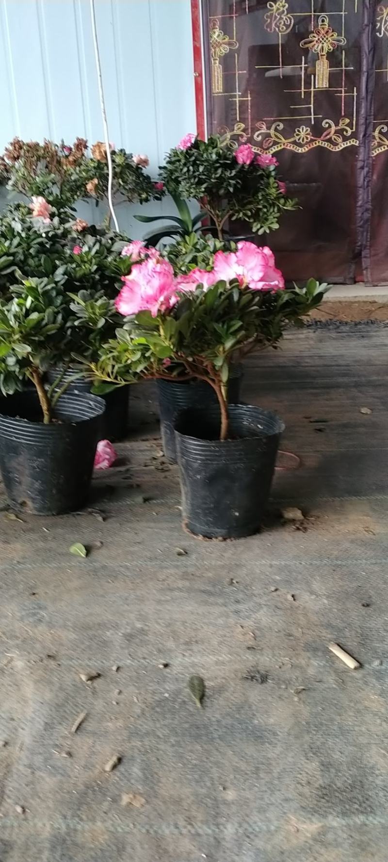 新品西洋杜鹃独杆单棵盆栽花卉带花苞发货四季开花阳台庭院好