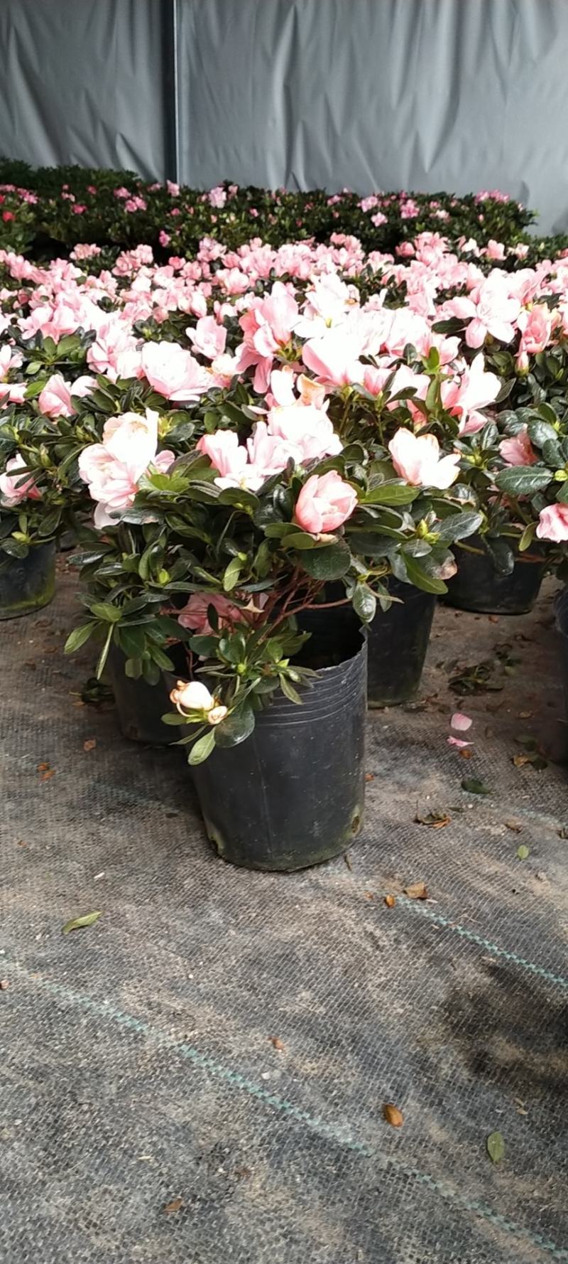 新品西洋杜鹃独杆单棵盆栽花卉带花苞发货四季开花阳台庭院好