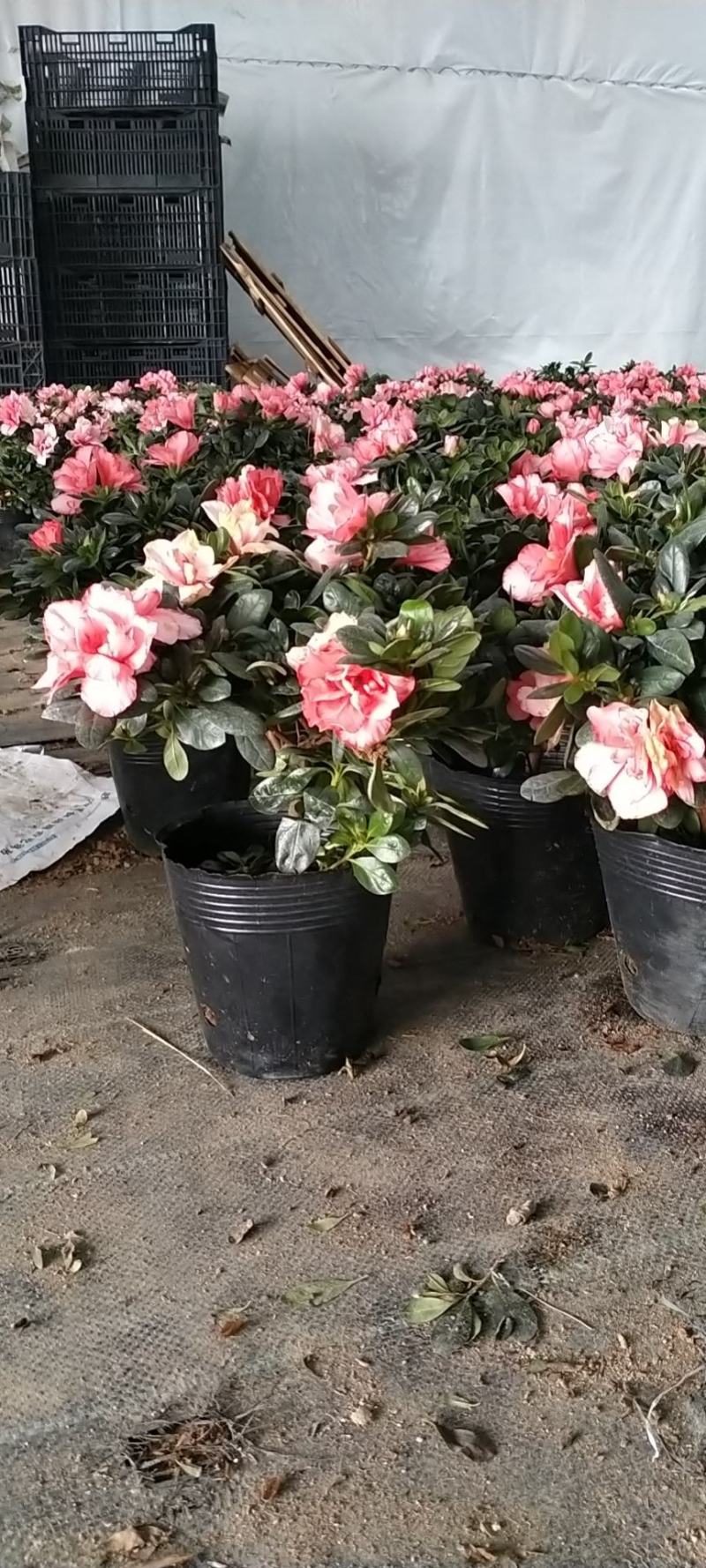 新品西洋杜鹃独杆单棵盆栽花卉带花苞发货四季开花阳台庭院好