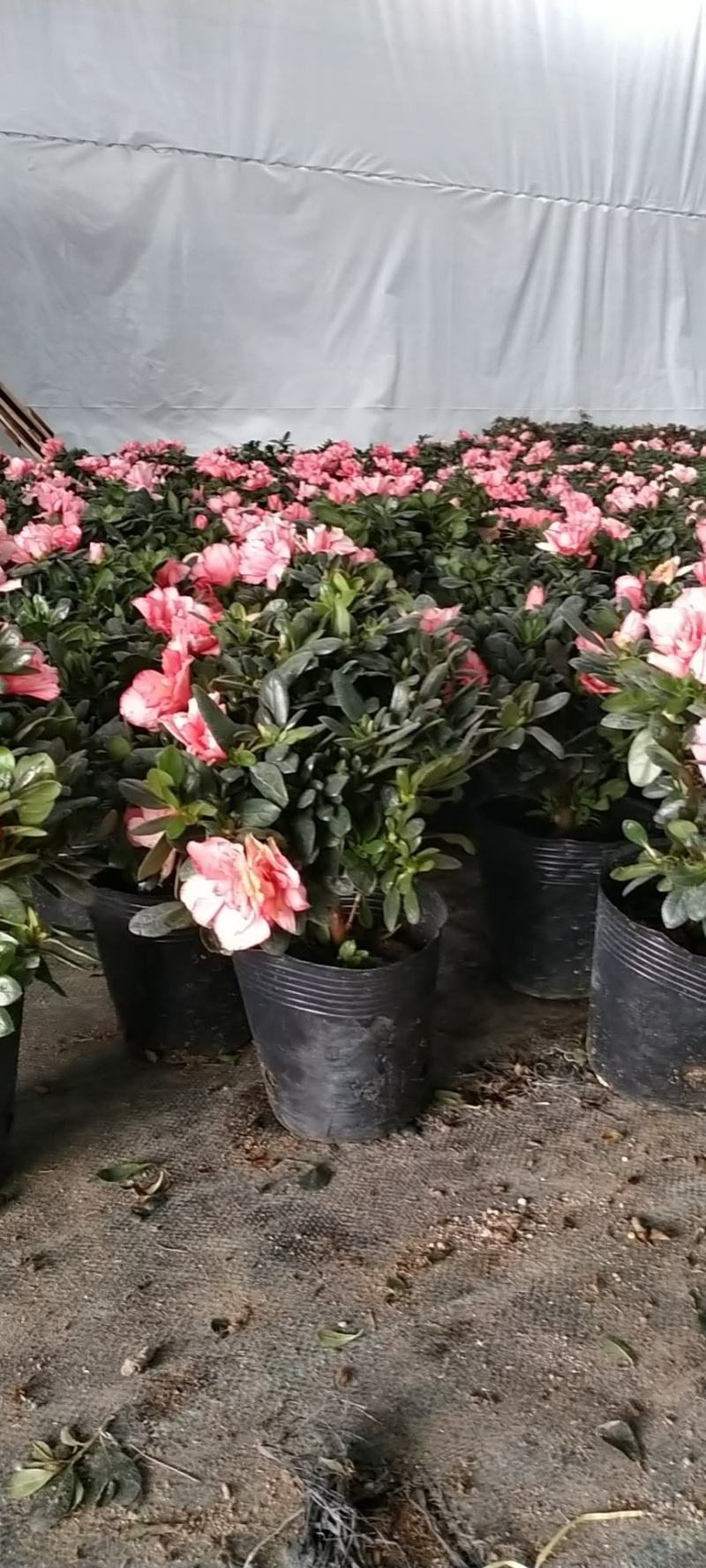 新品西洋杜鹃独杆单棵盆栽花卉带花苞发货四季开花阳台庭院好