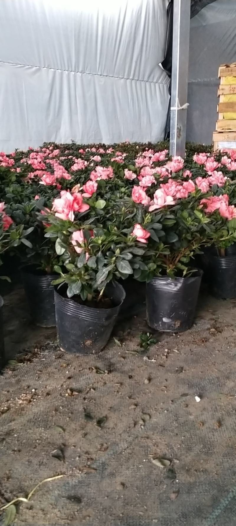 新品西洋杜鹃独杆单棵盆栽花卉带花苞发货四季开花阳台庭院好