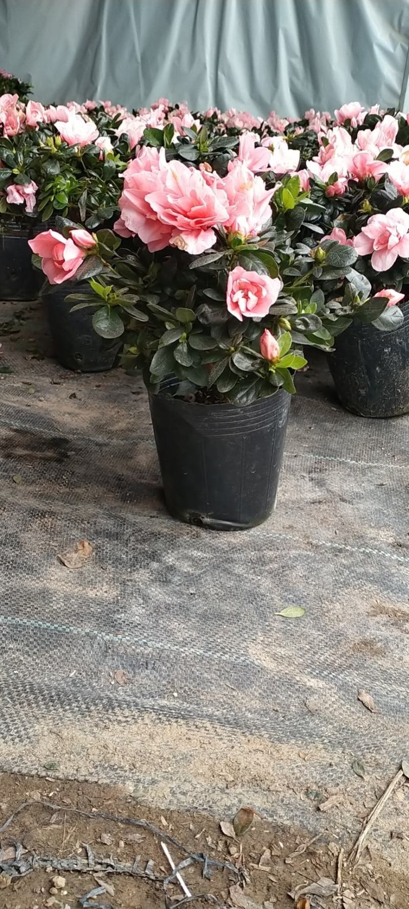 新品西洋杜鹃独杆单棵盆栽花卉带花苞发货四季开花阳台庭院好