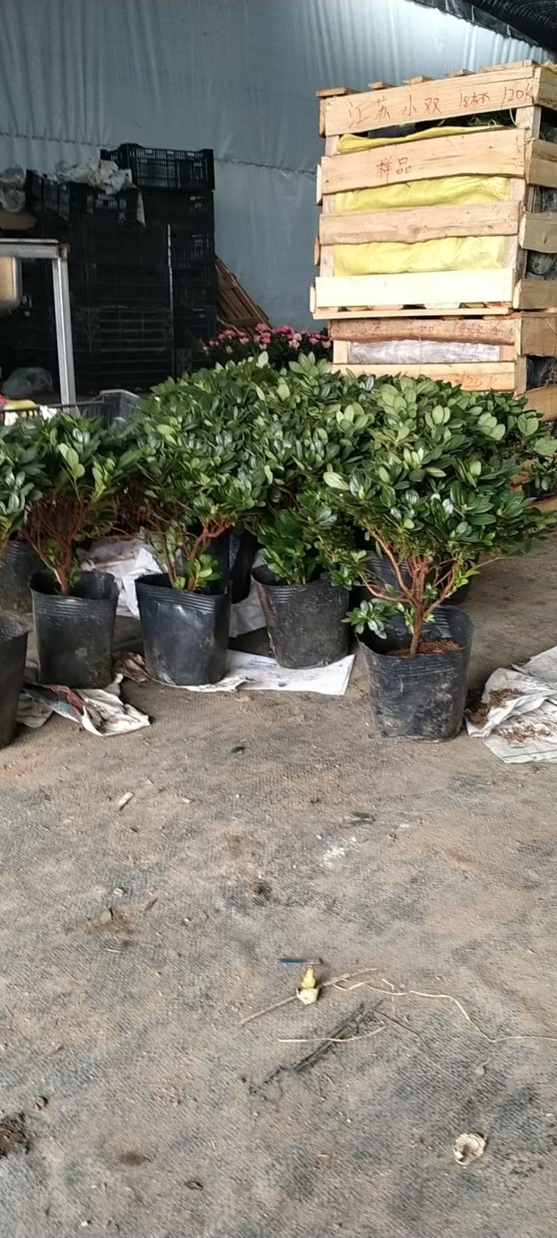 新品西洋杜鹃独杆单棵盆栽花卉带花苞发货四季开花阳台庭院好
