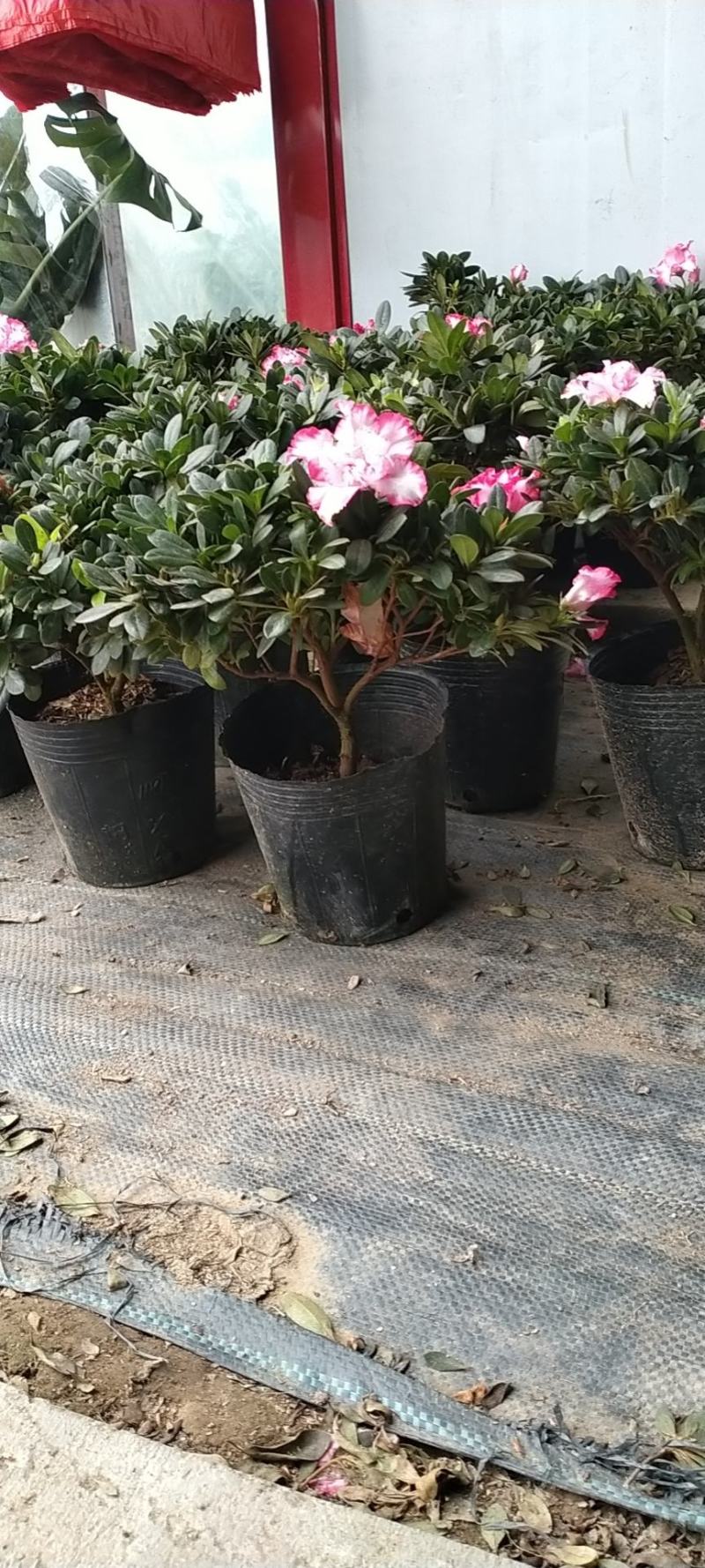 新品西洋杜鹃独杆单棵盆栽花卉带花苞发货四季开花阳台庭院好