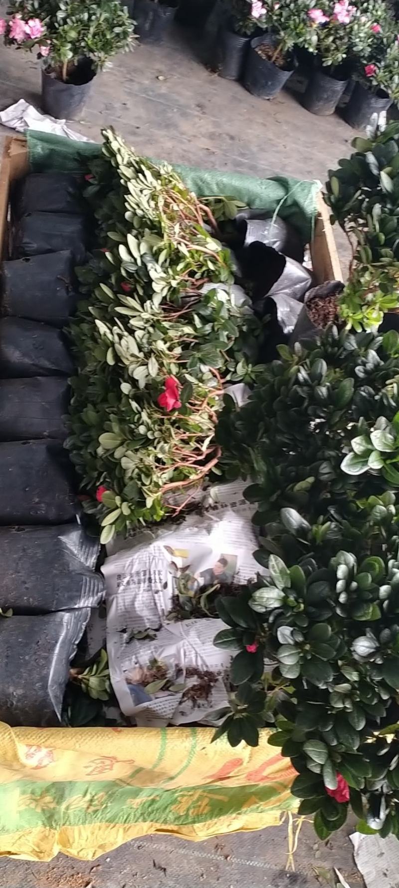 新品西洋杜鹃独杆单棵盆栽花卉带花苞发货四季开花阳台庭院好