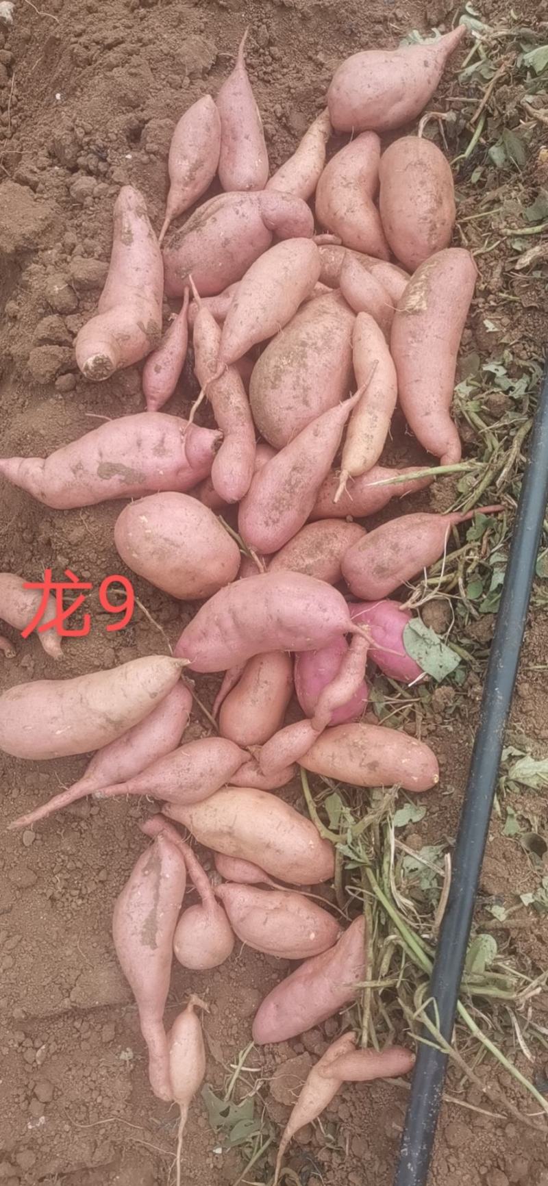 泰安红薯龙9，品种多样对接超市工厂有需要的联系