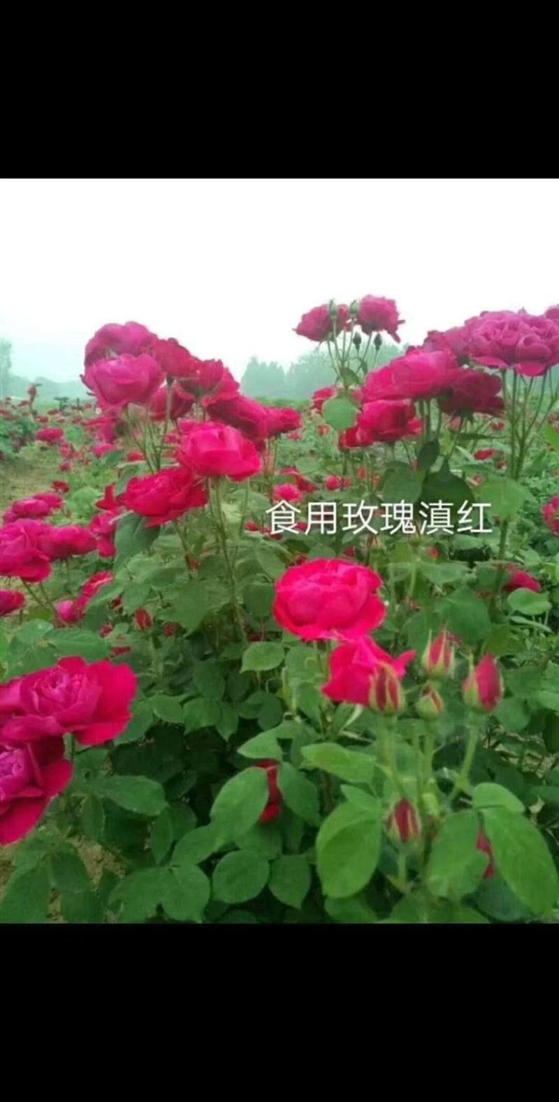 云南昆明滇红墨红大马士革食用玫瑰种苗扦插种苗裸根小苗