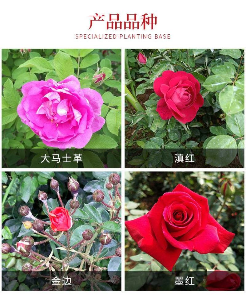 云南昆明滇红墨红大马士革食用玫瑰种苗扦插种苗裸根小苗