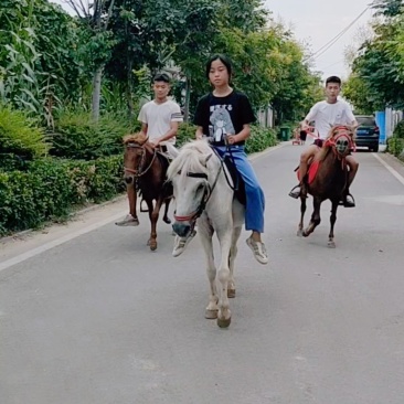 矮马活马小型骑乘马活体迷你儿童小马驹幼马宠物马幼崽小矮马