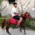 矮马活马小型骑乘马活体迷你儿童小马驹幼马宠物马幼崽小矮马