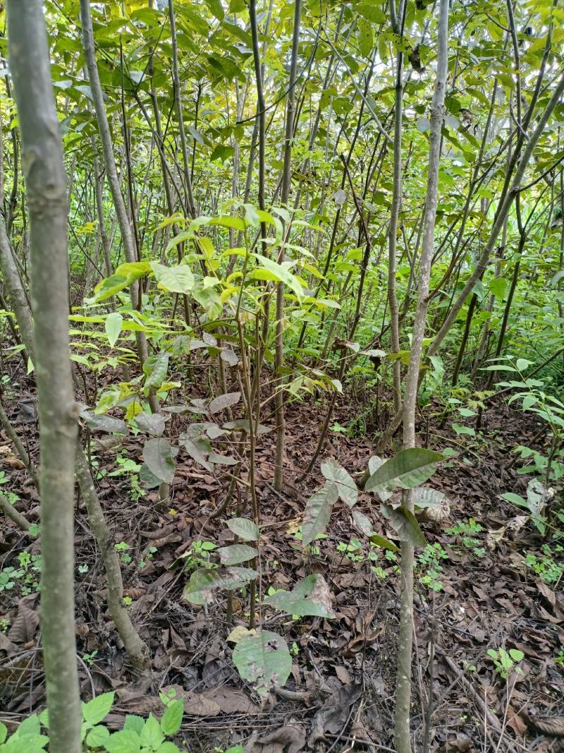 泡核桃苗1~2年基地直发量大从优，欢迎各地客商挑选采购