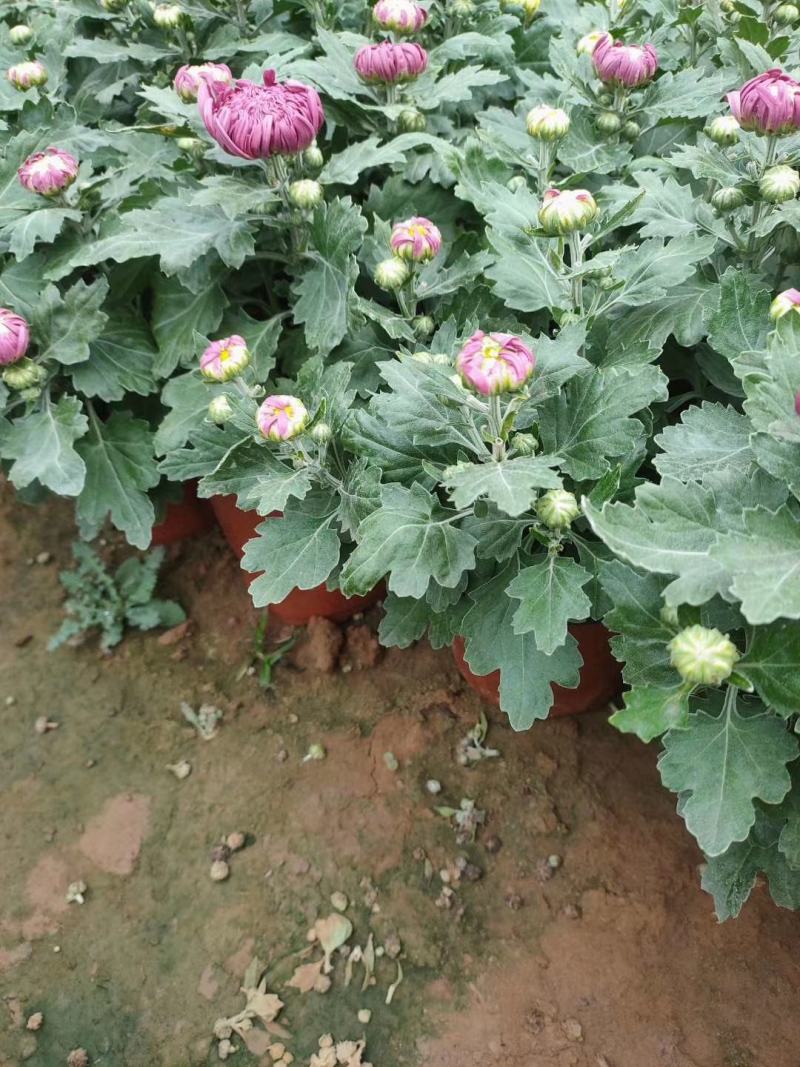 九月菊（国庆菊千头球菊品种菊花）红色黄色基地直发
