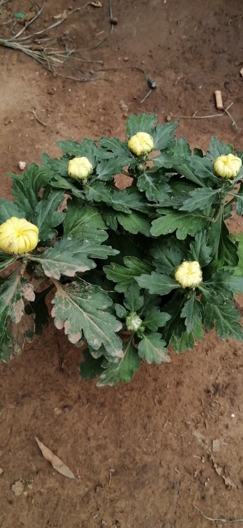 九月菊（国庆菊千头球菊品种菊花）红色黄色基地直发